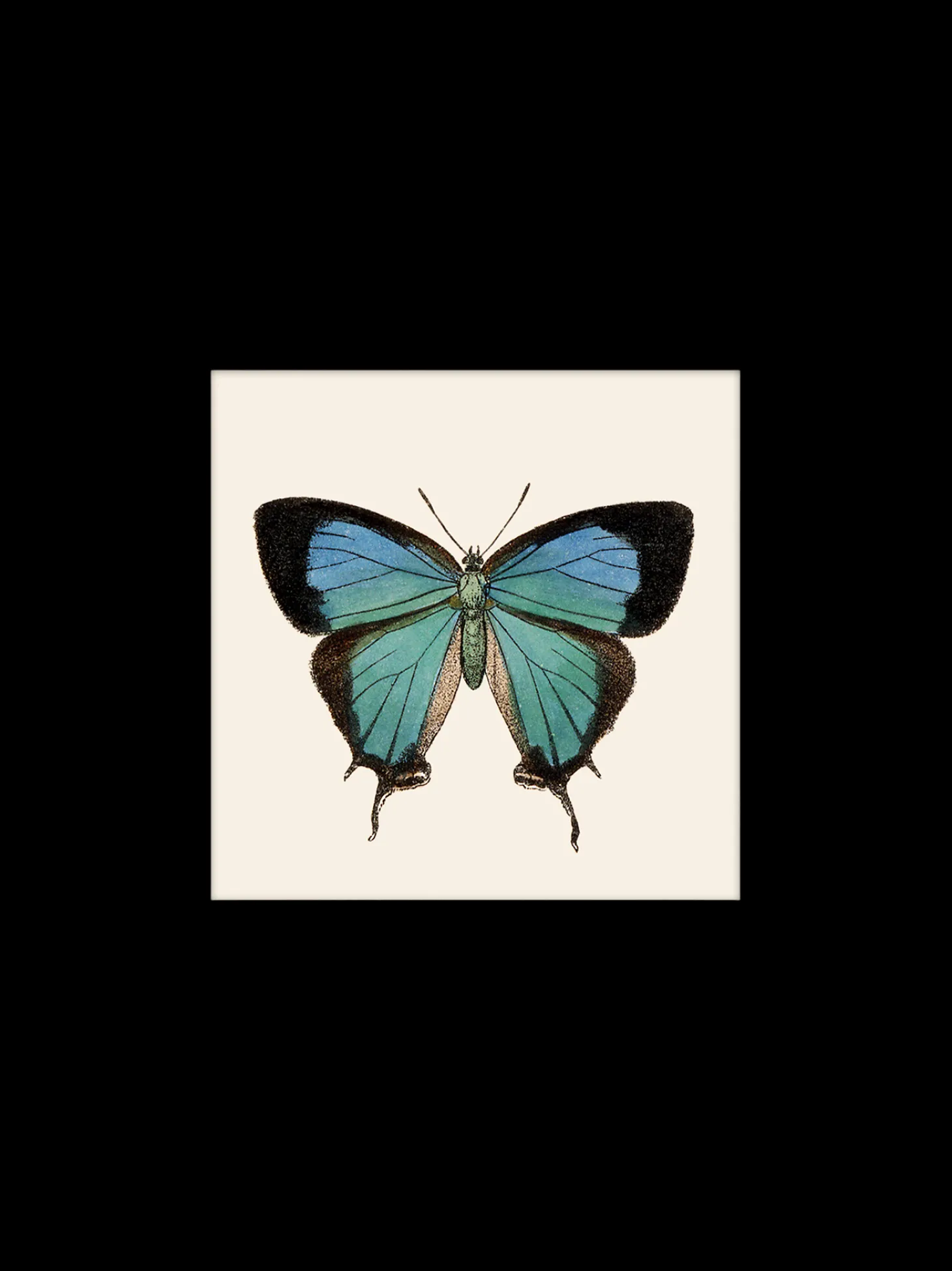 Plakat 24 X 24