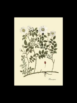 Plakat 50 X 70